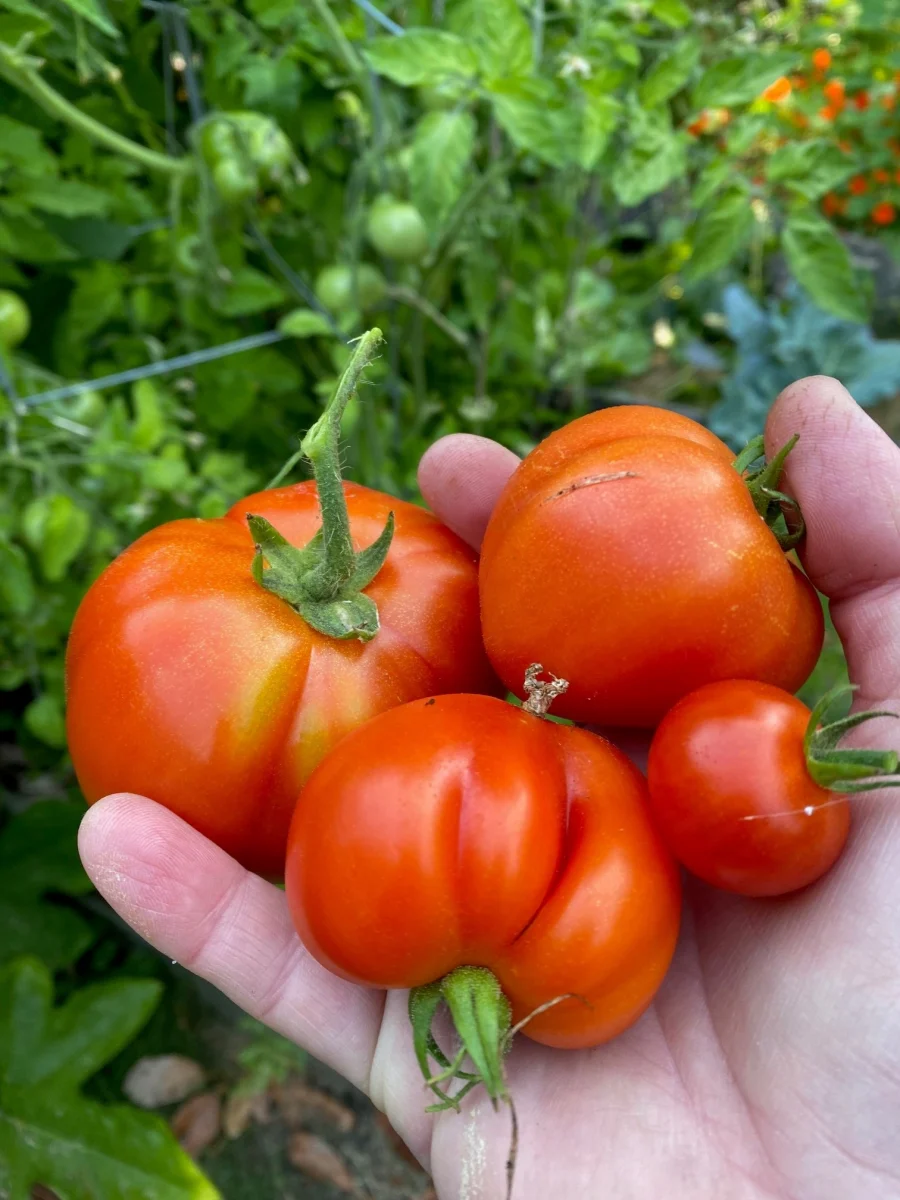 2026-04-FOOD-Tomato.jpg
