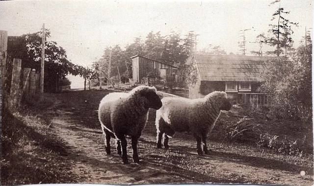 2026-04-MUS-archivesheep.jpeg