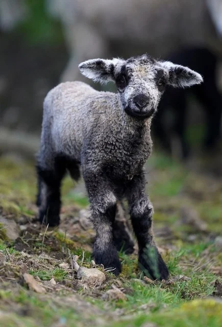 2026-04-MUS-marthanewlamb.jpeg