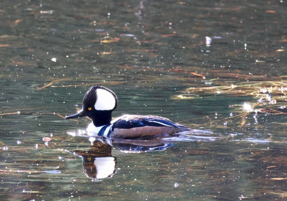 2026-04-PICA-hooded-merganser.png