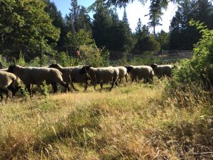 08 26 pocgs sheep