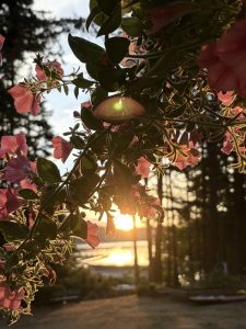 Joanne Enns Sunrise at Bricky Bay