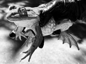 American Bullfrog (2)
