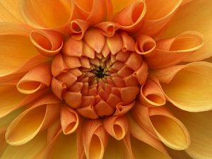 Orange dahlia
